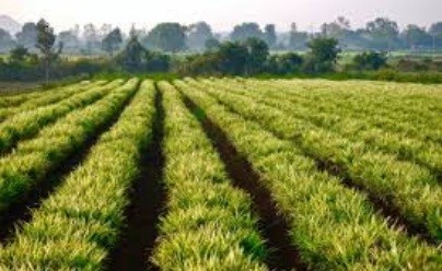 Ingwerfeld auf den Azoren